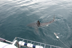 Chum is out and the sharks are biting the line