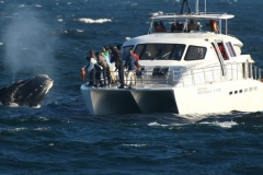 1. Southern Right Charters with whale