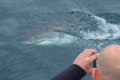 Sharks a few metres away