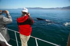 14. Whale watching in Walker Bay