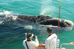 5. Southern Right Whale at our boat
