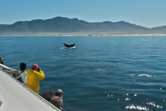 8. Beautiful conditions in Walker Bay in Hermanus