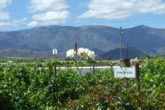 Wine Estate with great Pinotage grapes to eventually taste