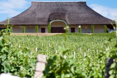 Vineyard at Bouchard Finlayson & Wine Tasting room