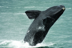 Whale breaching in Walker Bay