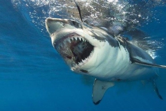 Great White shark cage diving in Gansbaai