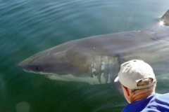 Great White Shark Cage diving