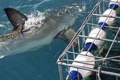 Shark cage diving