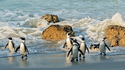 cape-town-penguin-colony