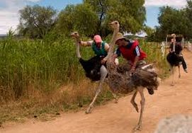 cape-town-garden-route-tour-Ostriches running