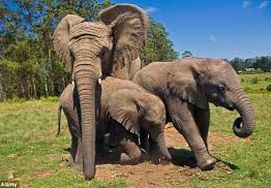 cape-town-garden-route-tour-Elephants