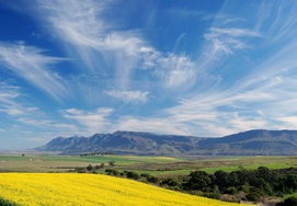 cape-town-garden-route-tour with the canola fields in the distance