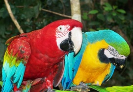 cape-town-garden-route-tour-parrots-at-birds-of-Eden