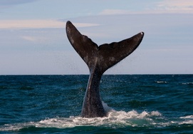 cape-town-garden-route-whale watching