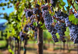 cape-town-garden-route-tour9-sm09