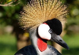 cape-town-garden-route12-birdsofeden-12