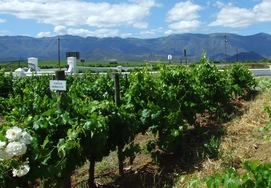 Cape winelands & sharks tour