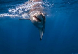 Great White shark Cage diving