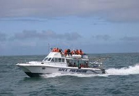 great-white-sharkdiving-tour