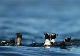 penguins-whale-watching-tour