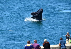 Whale watching in hermanus an amazing site
