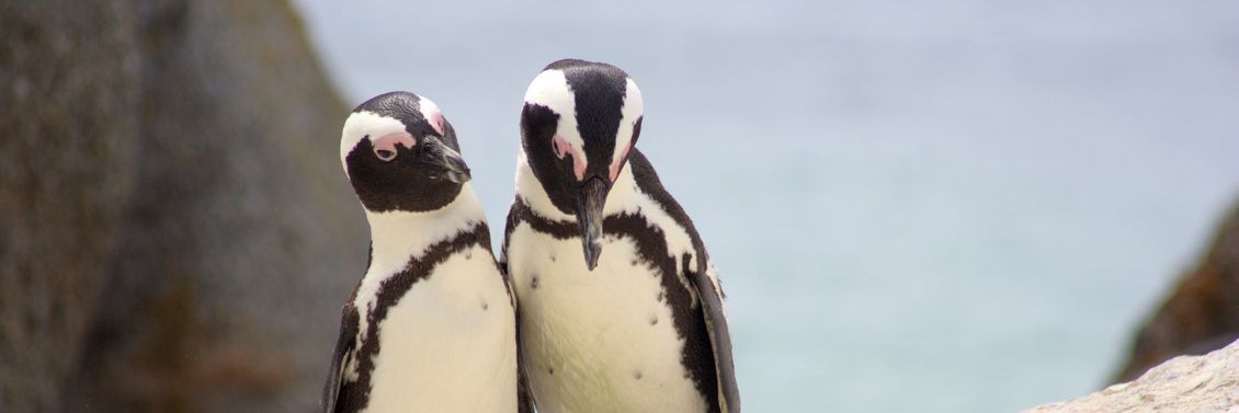 penguins-boulders-beach