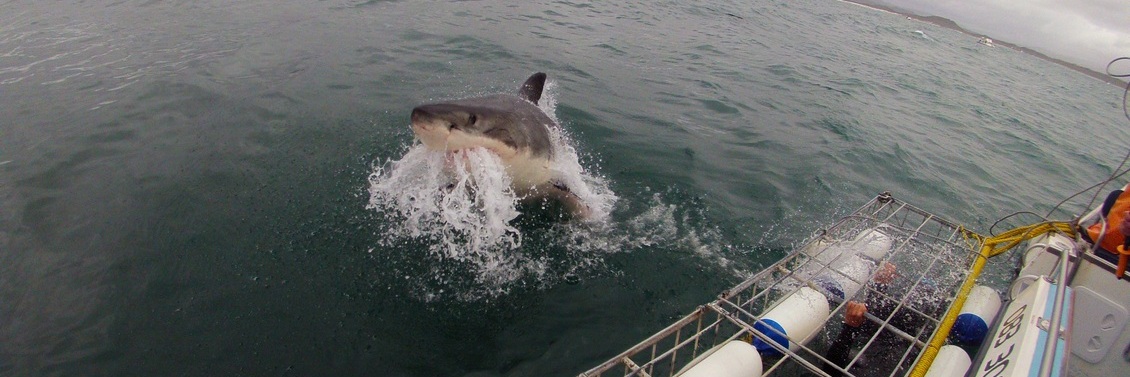 cape-town-short-tour-2daysharkdiving-1