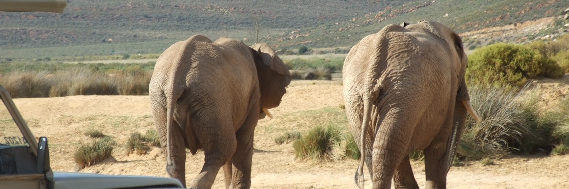 cape-town-short-tour-3daywinesafari-elephant