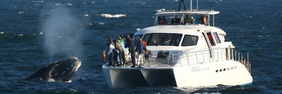 cape-town-short-tour-3daywinewhales-6