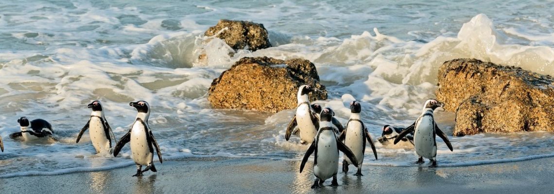 cape-town-south-african-tours10