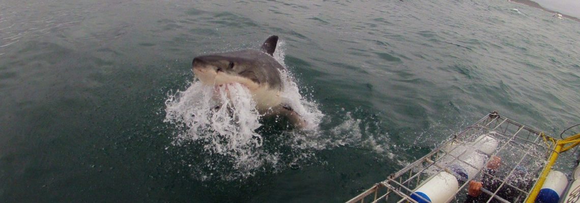 cape-town-south-african-tours12