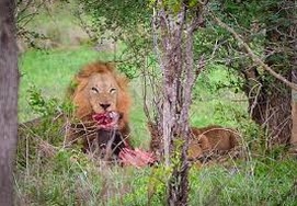 south-african-tour lions