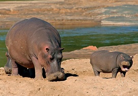 South African Tour viewing hippo's