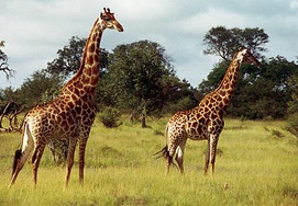 Giraffes in the Kruger National Park