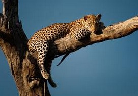 22 Day Cape Town Kruger National Park with a leopard in the tree at Kruger