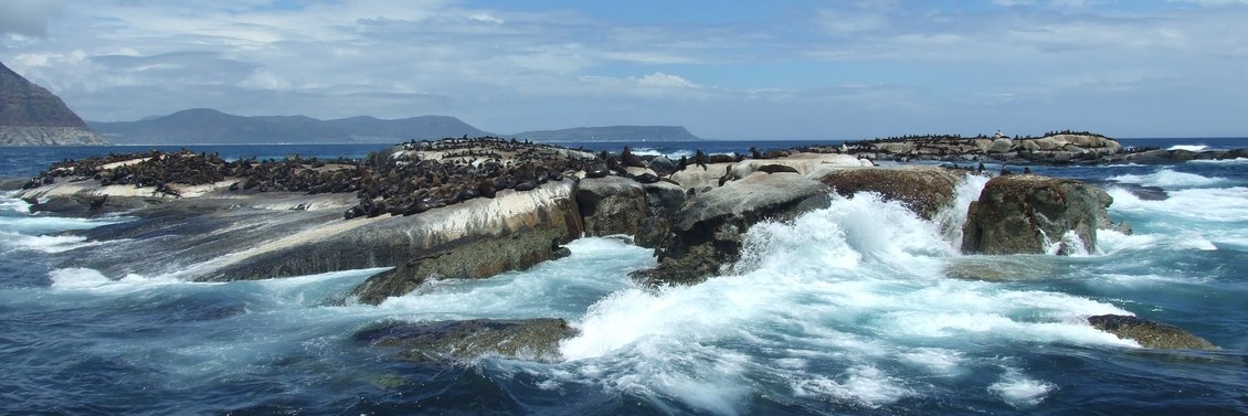 Cape Town seal island