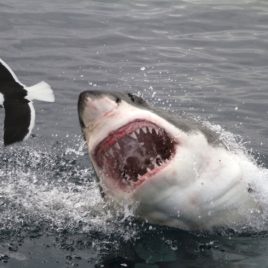 THE GREAT WHITE SHARK PRIVATE TOUR