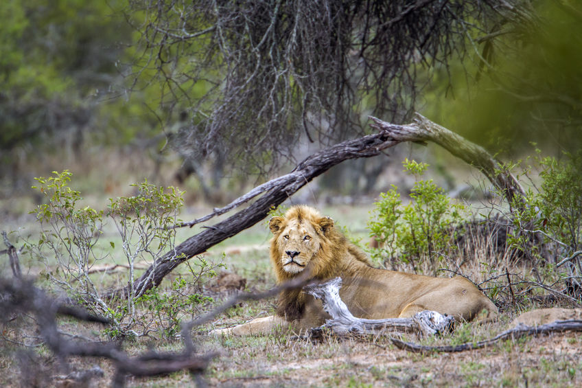 A Lion at the Kruger National Park