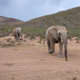 2 DAY OVERNIGHT BIG FIVE SAFARI