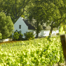 Buidenverwagting Wine Estate in the Constantia Valley