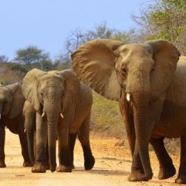 21 DAY SOUTH AFRICA GRAND TOUR