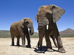 African-Elephants in the Kruger National Park close to the Orphen Gate