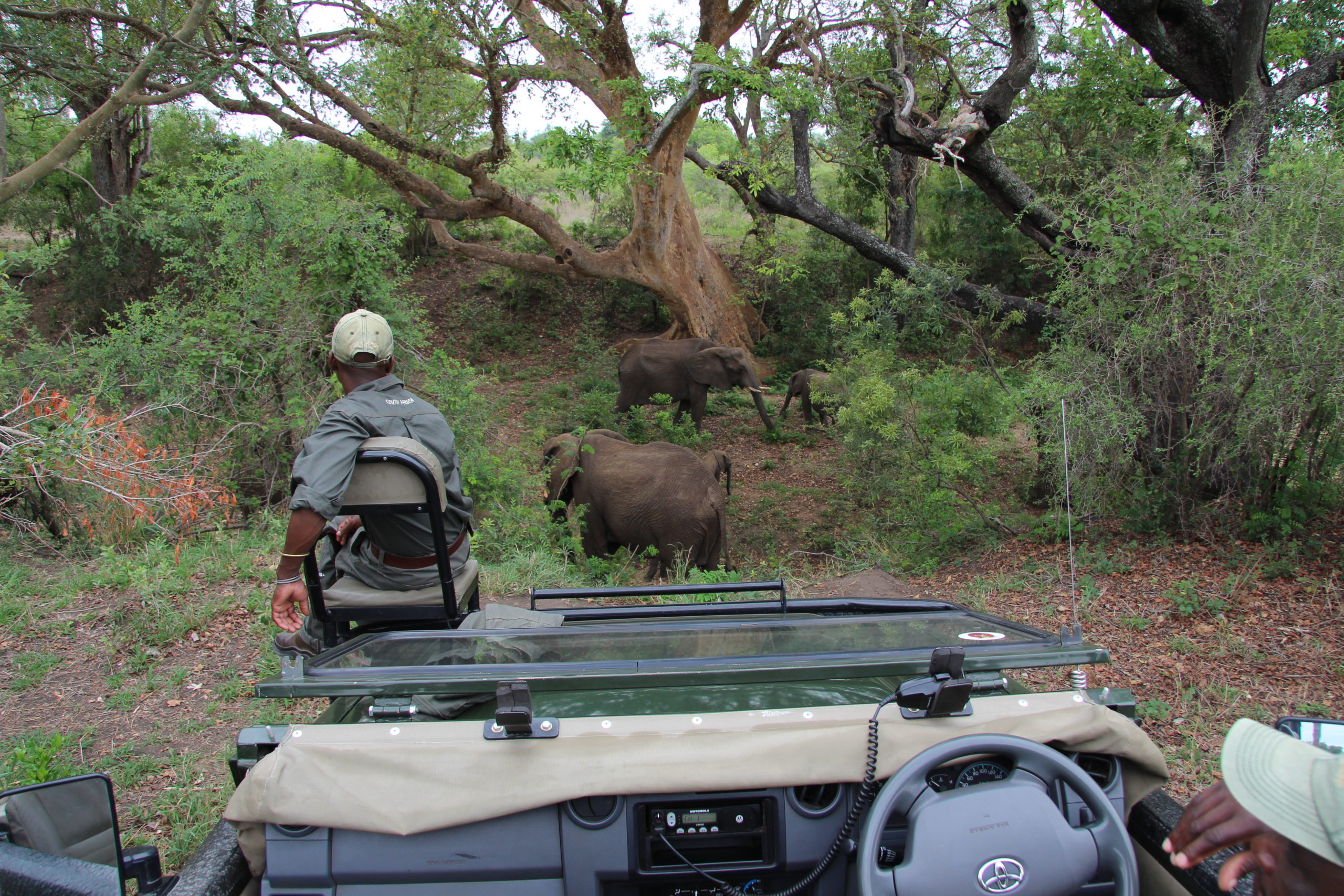 On safari in the Kruger National Park