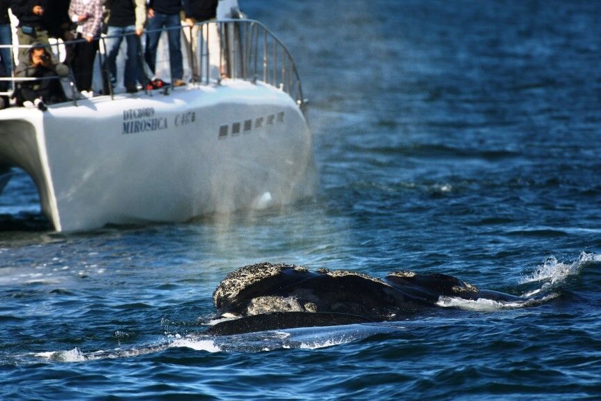 Boat based Whale watching