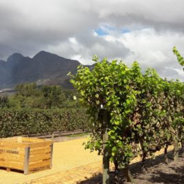 2 DAY CAPE WINELANDS TOUR