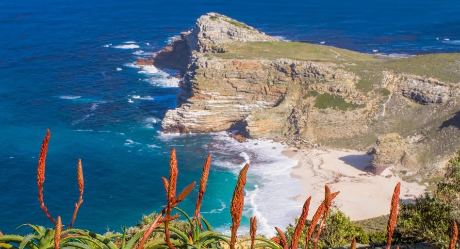 blooming red aloes overlooking deep blue atlantic ocean at cape point aloes at Cape of Good Hope Nature Reserve
