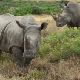 15 DAY SOUTH AFRICAN HOLIDAY + ADD ONS