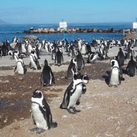 Stoney Point penguin colony in Betty's Bay