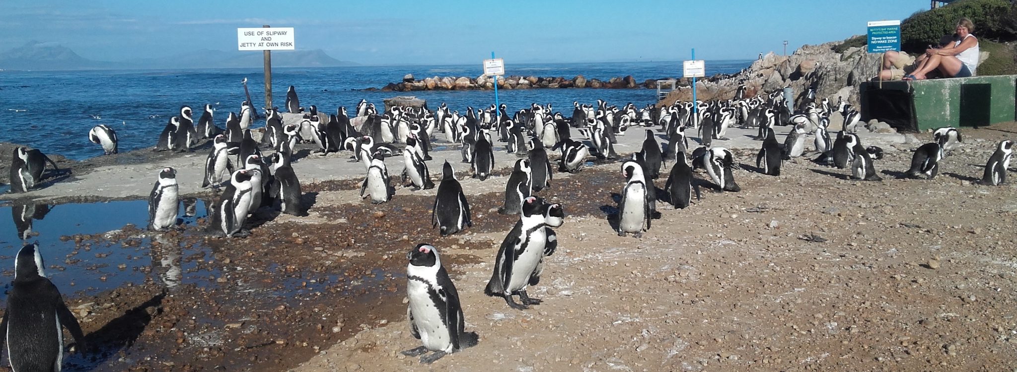 Stoney Point penguin colony in Betty's Bay