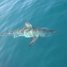 2 DAY WINELANDS & GREAT WHITE SHARKS